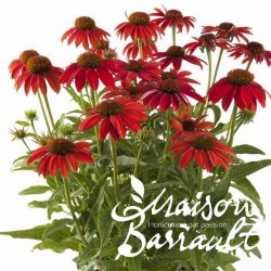 Echinacea LAKOTA RED