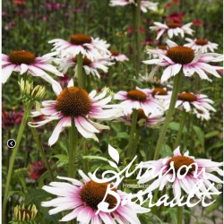 Echinacea 'Funky White'