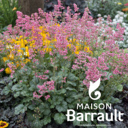 Heuchera 'Petite Pink Bouquet'