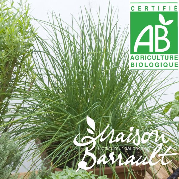 Ciboulette - Plant Bio - Croque Paysage