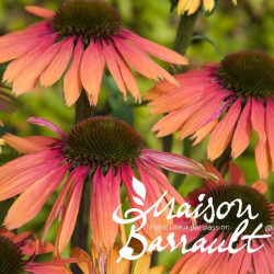 Echinacea 'Summer Cocktail'