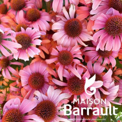 Echinacea SUNSEEKERS CORAL