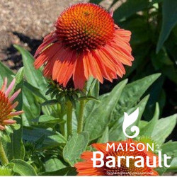 Echinacea MEDITATION ORANGE