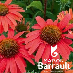 Echinacea SENSATION CORAL