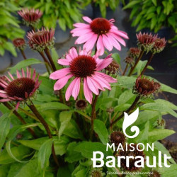 Echinacea SunMagic Vintage Fushia