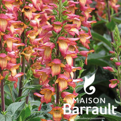 Digitalis xvalinii ILLUMINATION FLAME