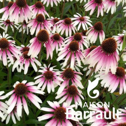 Echinacea PRETTY PARASOLS