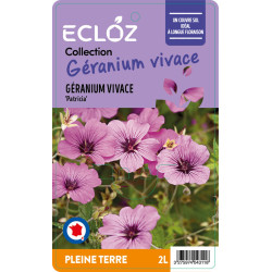 Geranium sp. 'Patricia' ECLOZ