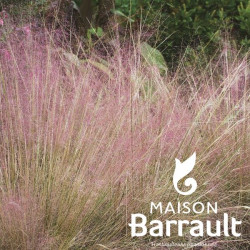 Muhlenbergia capillaris 'Pink Ruby'