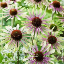 Echinacea purpurea 'Green Twister'