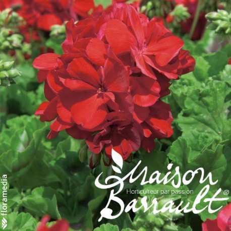 Geranium interspecifique calliope rouge